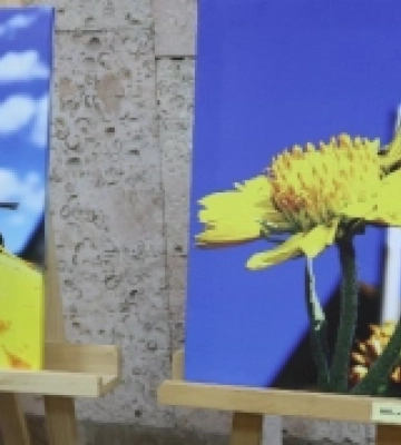 У Миколаєві відкрили благодійну фотовиставку військовослужбовця