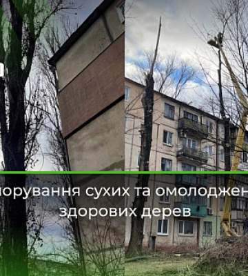 Омолодження здорових дерев та ігнорування сухих: криворіжці скаржаться на знищення зелених насаджень