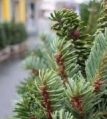 Де в Ужгороді можна продавати ялинки