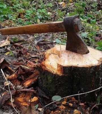 На Кіровоградщині незаконно вирубали дерева на майже три мільйони гривень