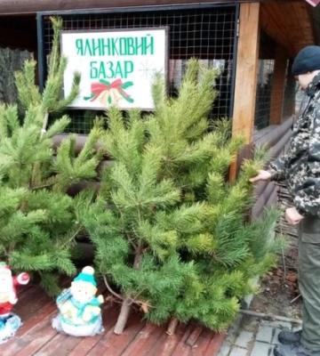 Ялинкові ярмарки в Україні: скільки коштують новорічні красуні та які штрафи за самовільну вирубку