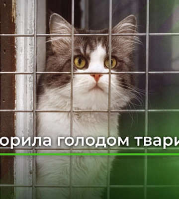 Умирали закрытыми в клетках: в Кривом Роге женщина заморила голодом животных, которых взяла на передержку