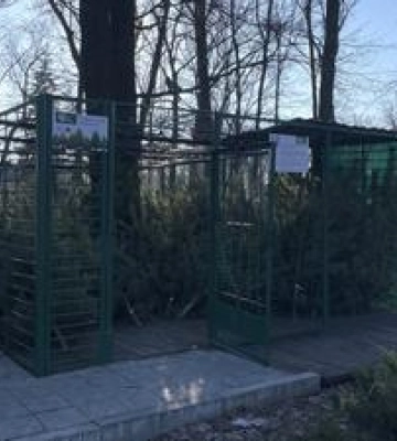 На Полтавщині розпочали роздрібний продаж новорічних сосен: ціна