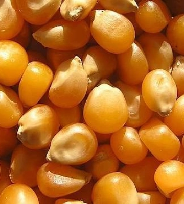 KWS подвоїть потужності з виробництва насіння кукурудзи в Україні
