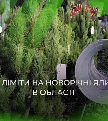 Ліміт на новорічні ялинки: яка дозволена кількість хвойних на Дніпропетровщині у цьому році