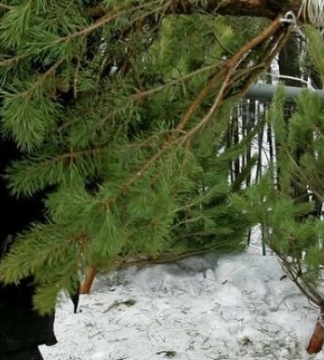 У Дніпрі розпочали продаж новорічних ялинок