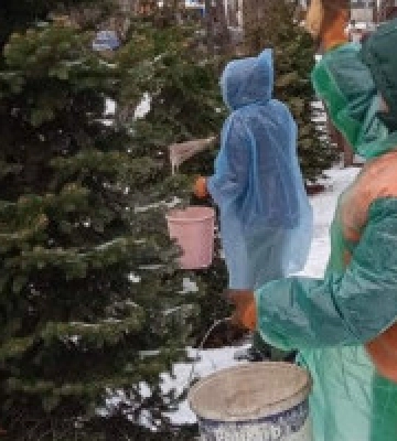 У Києві ялинки у парках та скверах обробляють антивандальною речовиною