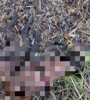 У місті на Одещині невідомі вбили собак