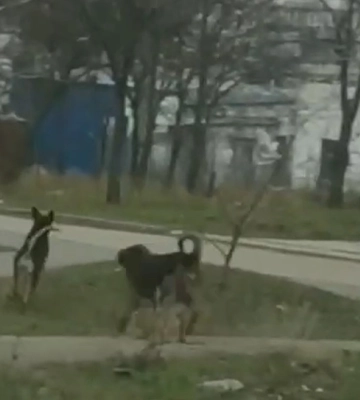 В Маріуполі собаки масово нападають на місцевих мешканців (ВІДЕО)