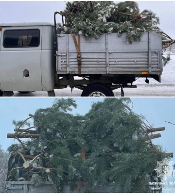 Біля Рівного зупинили вантажівку з незаконно зрубаними ялинками