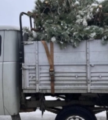 На Рівненщині водій незаконно перевозив новорічні дерева