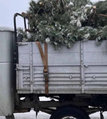 На Рівненщині водій незаконно перевозив новорічні дерева