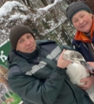 Лебедя з інвалідністю із Теремнівського ставка забрали до Луцького зоопарку