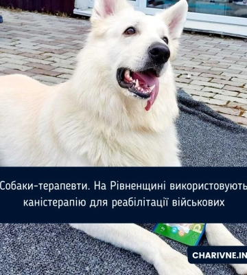Собаки-терапевти. На Рівненщині використовують каністерапію для реабілітації військових