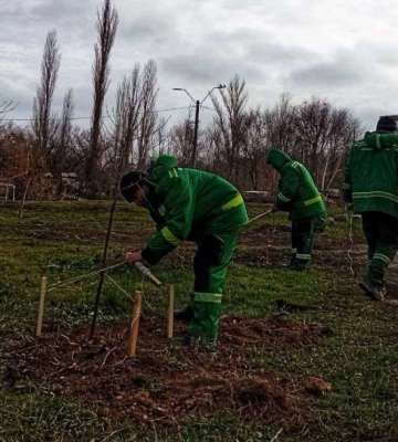 У миколаївському парку висадили молоді липи