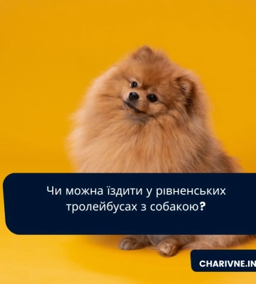 Чи можна їздити у рівненських тролейбусах з собакою?