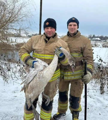 Рятувальники Житомирщини визволили із крижаного полону лебедя (ФОТО)