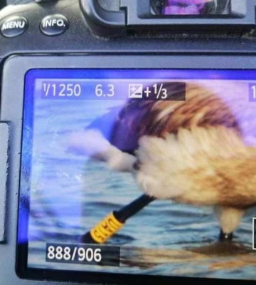 З заповідника на Одещині відлетіла півторатисячна зграя екзотичних рожевих фламінго