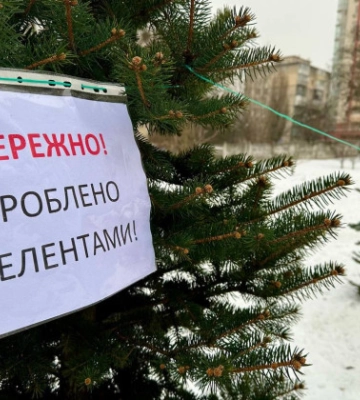 В Киеве хвойные деревья обрабатывают для защиты от вандализма в предновогодний период