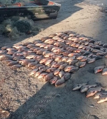 На Кіровоградщині браконьєр наловив риби на понад 274 тисячі гривень