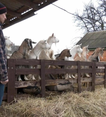 Родина переселенців із Луганська на грант відкрила ферму на Полтавщину