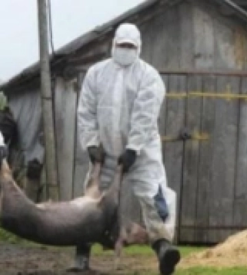 У Бериславському районі на Херсонщині зафіксували другий за рік випадок захворювання на африканську чуму свиней