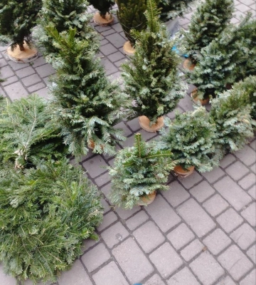 В Одесі почали продавати новорічні дерева 