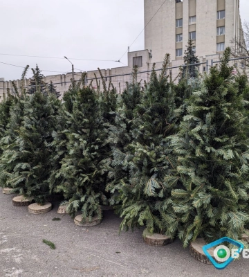В Харькове открылись 78 площадок по продаже елок: какие цены – мэрия