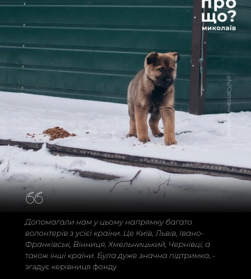 За час повномасштабного вторгнення миколаївські волонтери евакуювали понад 500 тварин