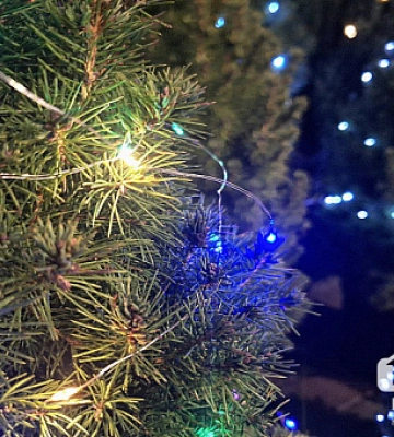 Як криворіжцям купувати ялинки легально
