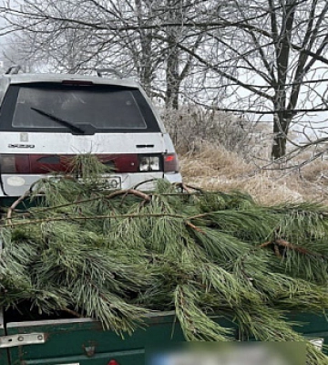 На Дніпропетровщині затримали водія, який перевозив незаконно спиляні сосни