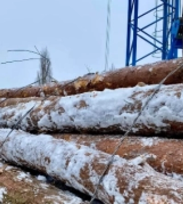 Філії Поліського лісового офісу відправлять 55 вагонів деревини на потреби військових