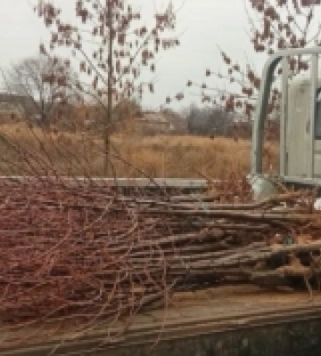 У Миколаєві в парку Богоявленському висадили молоді липи