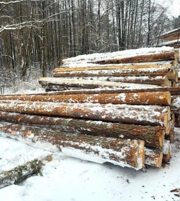 У трьох жителів Сарненщини вилучили понад 17 кубів незаконної деревини та 25 кілограмів бурштину