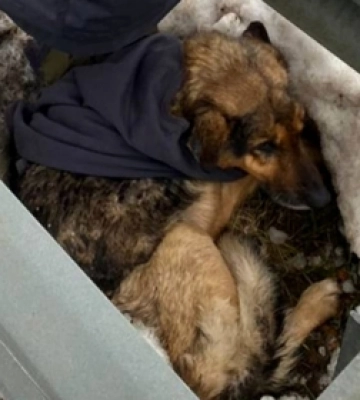 На Волині легковик збив чоловіка, який ішов узбіччям - постраждалий у лікарні