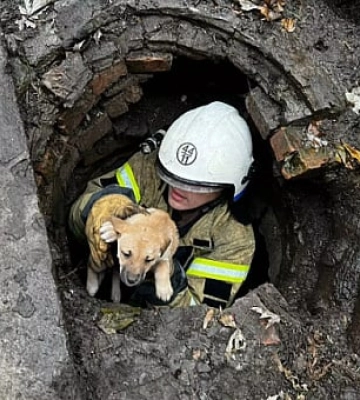 На Дніпропетровщині врятували трьох цуценят, які впали у відкритий люк