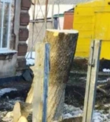 На Миколаївщині біля будівлі військкомату незаконно спиляли дерева