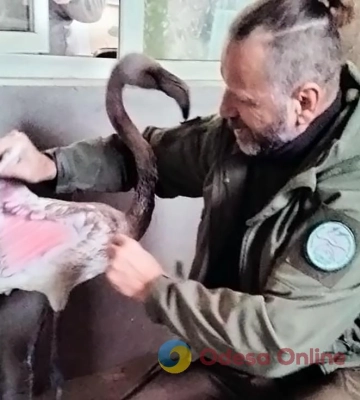 Фламінго залишають Одеську область