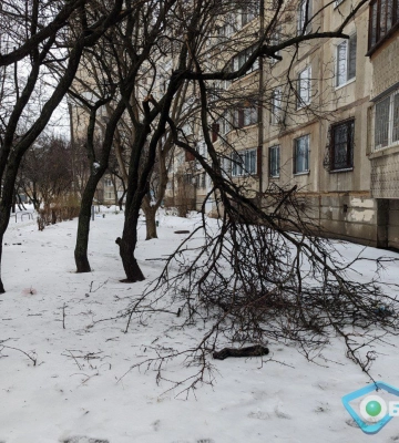 Сильный ветер повалил более 30 деревьев и 170 веток в Харькове 