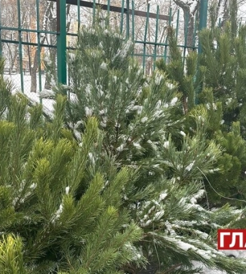 Ялинкові ярмарки у Києві: скільки коштують живі деревця та де їх можна купити