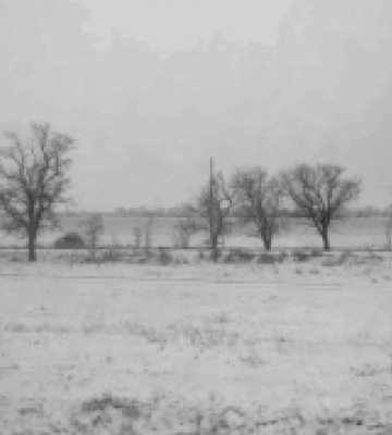У Донецькій, Запорізькій та Херсонській областях під час війни знищили лісосмуги