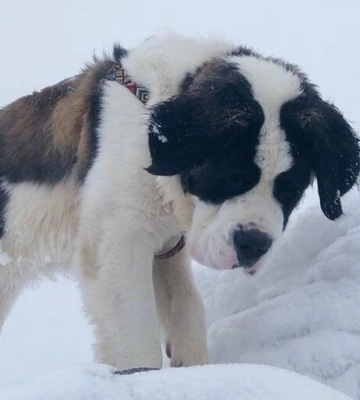 На Львівщині прогнозують дощ зі снігом