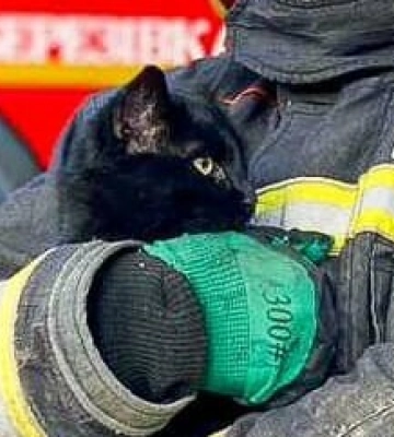 В Одеській області спеціалісти ДСНС врятували кота