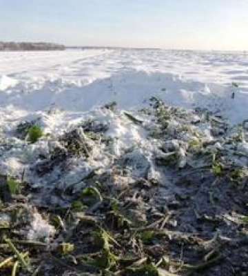 Полтавщина наближається до позначки в 5 мільйонів тонн намолоченого зерна