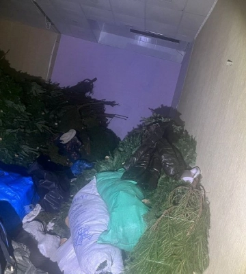 В Одесі продають незаконні ялинки