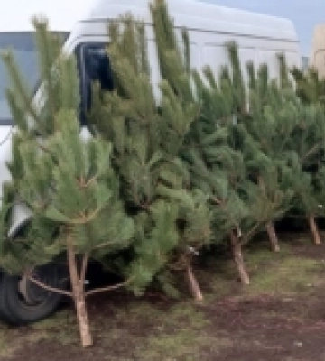 На Первомайщині виявили незаконний продаж новорчіних ялинок