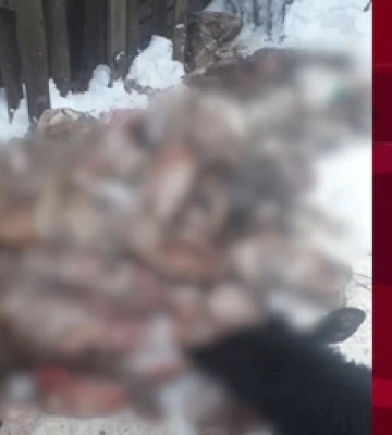 Під Луцьком голодних собак хотіли «нагодувати» рештками порубаних тварин (відео)