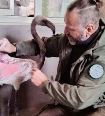 На Одещині врятували красивого екзотичного птаха