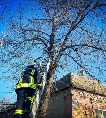 В Ізмаїльському районі рятувальники з висотної пастки звільнили маленьке кошеня
