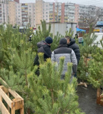 Держекоінспекція столичного округу знайшла 15 нелегальних точок продажу новорічних ялинок